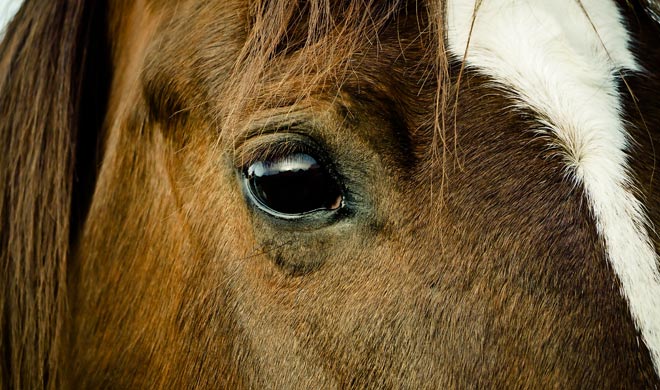 Pike County Horse Trails